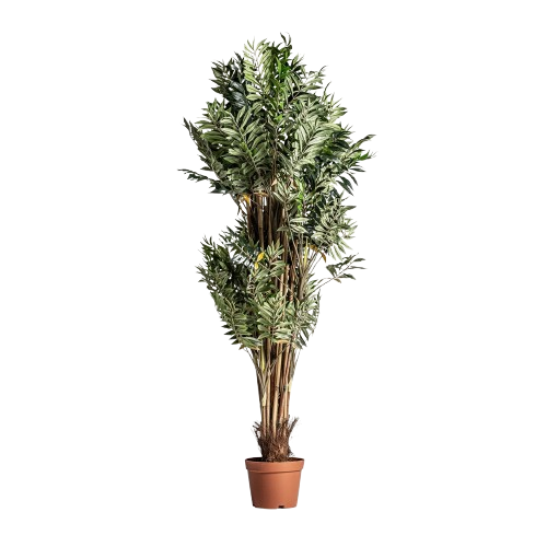 PLANTA BAMBÚ