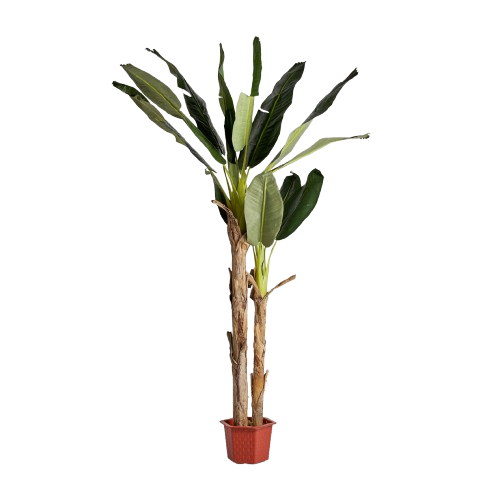 PLANTA BANANERO