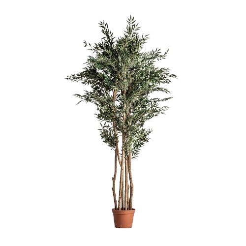 PLANTA HELECHO