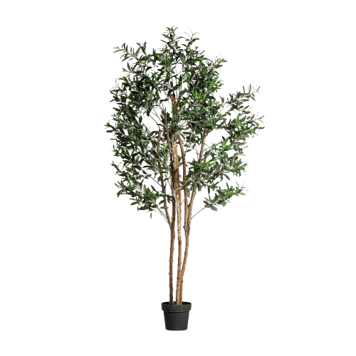 PLANTA OLIVO