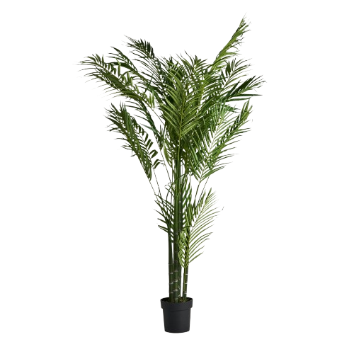 PLANTA PALMERA